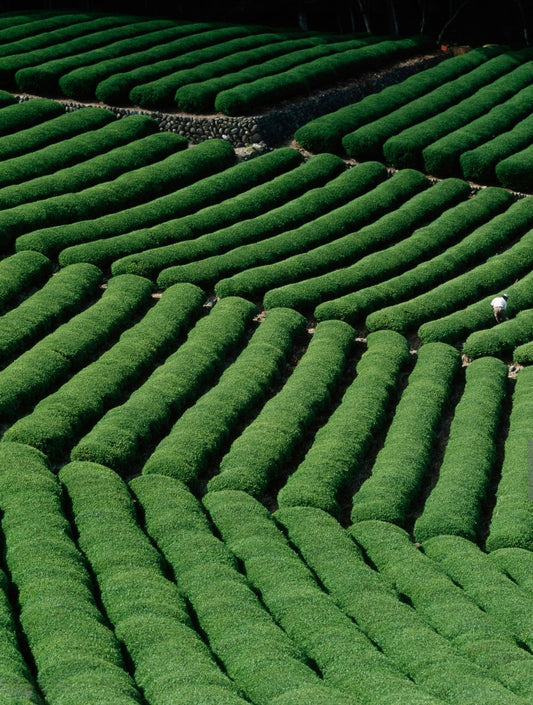 Matcha shortage in Japan - what is going on?