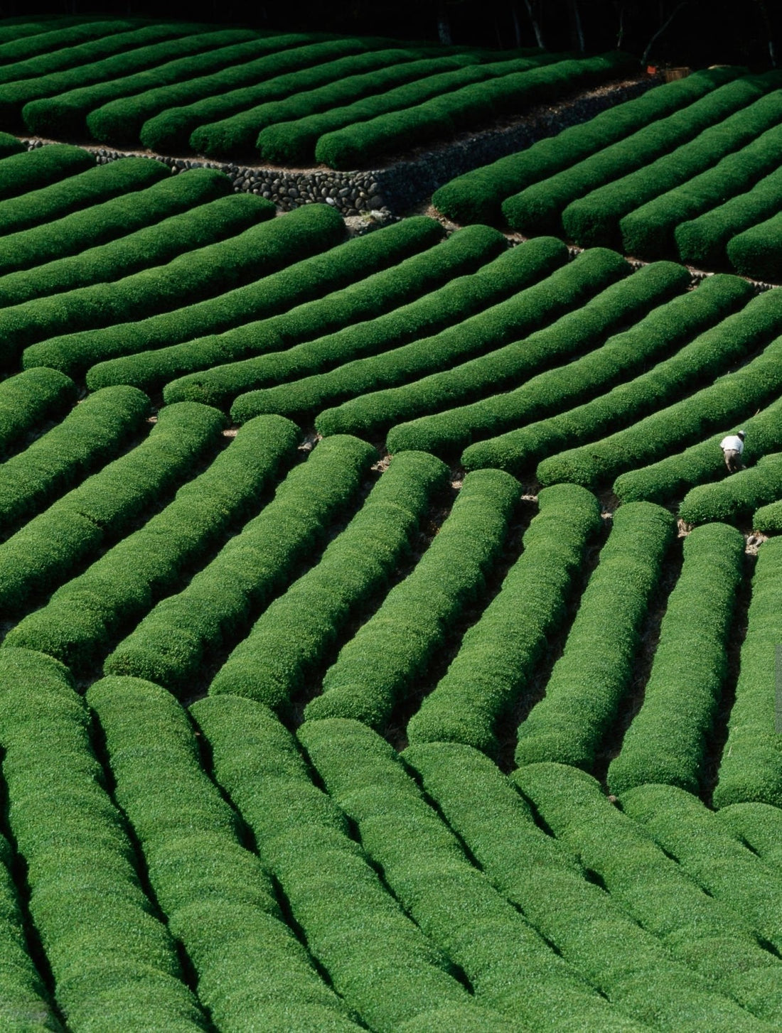 Matcha shortage in Japan - what is going on?