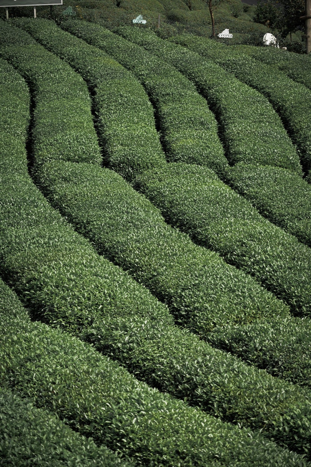 A tea grower in the field