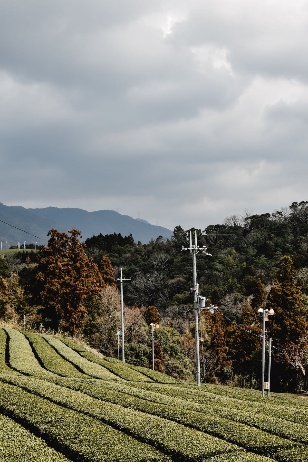 Tea fields